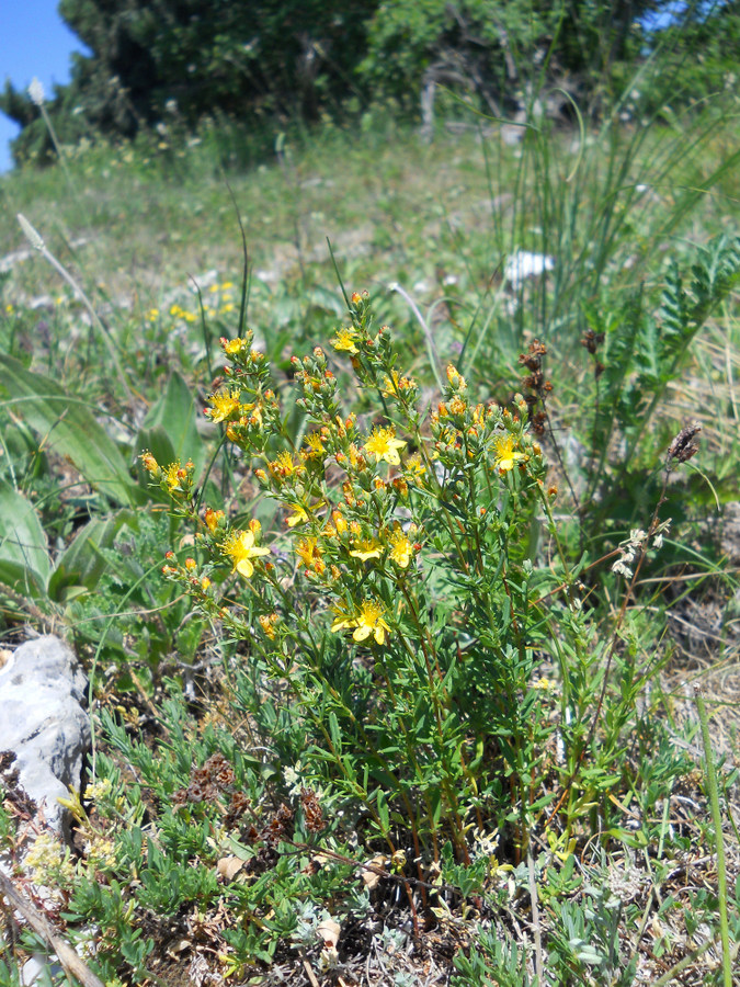Image of Hypericum linarioides ssp. alpestre specimen.