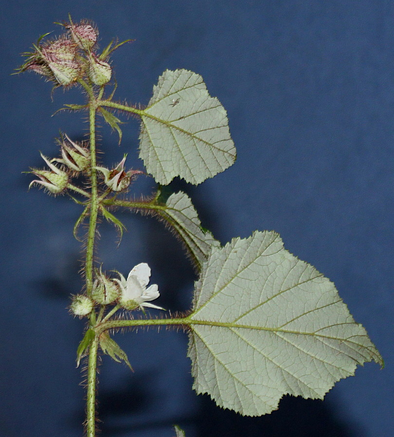 Изображение особи Rubus tricolor.