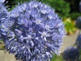 Allium caeruleum
