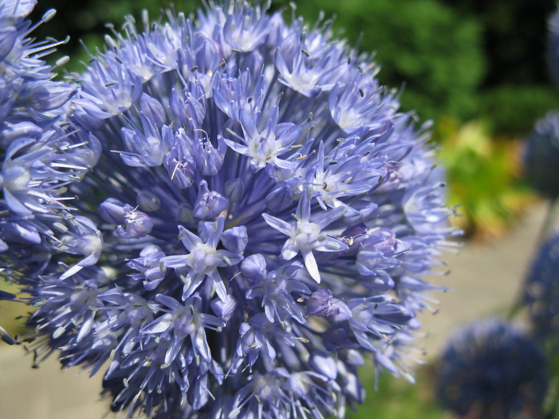 Изображение особи Allium caeruleum.