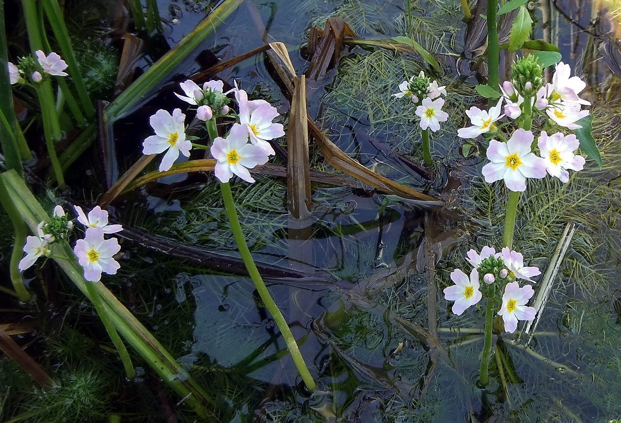 Изображение особи Hottonia palustris.