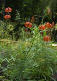 Lilium pumilum