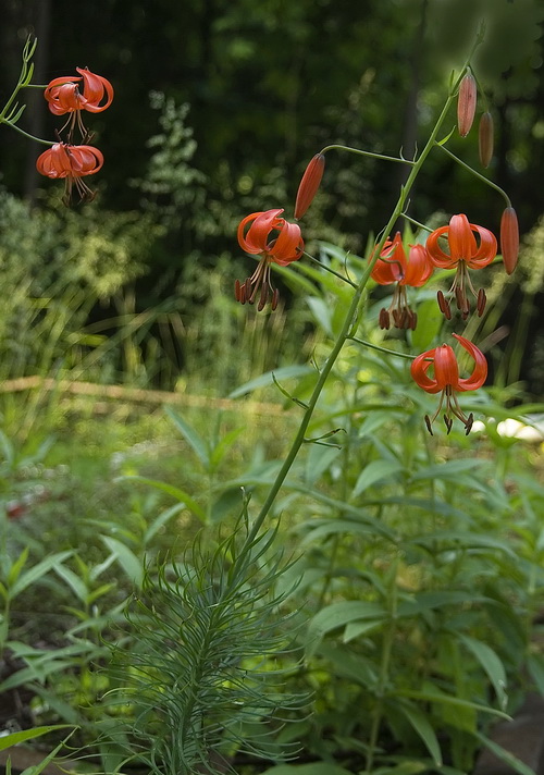 Изображение особи Lilium pumilum.