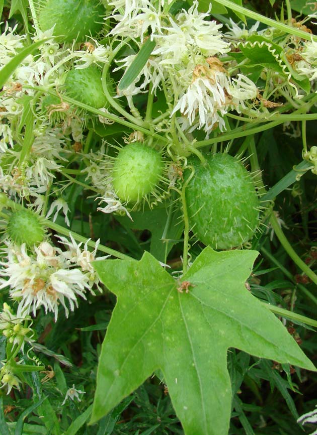 Изображение особи Echinocystis lobata.