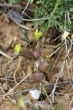 Astragalus xanthomeloides