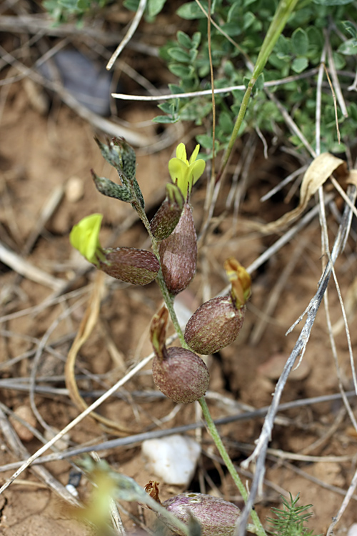 Image of Astragalus xanthomeloides specimen.