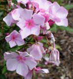Phlox paniculata