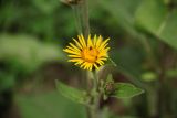 Inula helenium