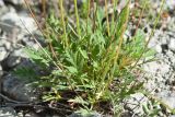 Papaver lapponicum