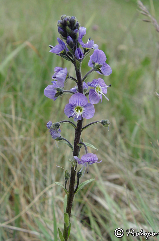 Image of Veronica gentianoides specimen.