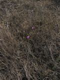 Dianthus bicolor