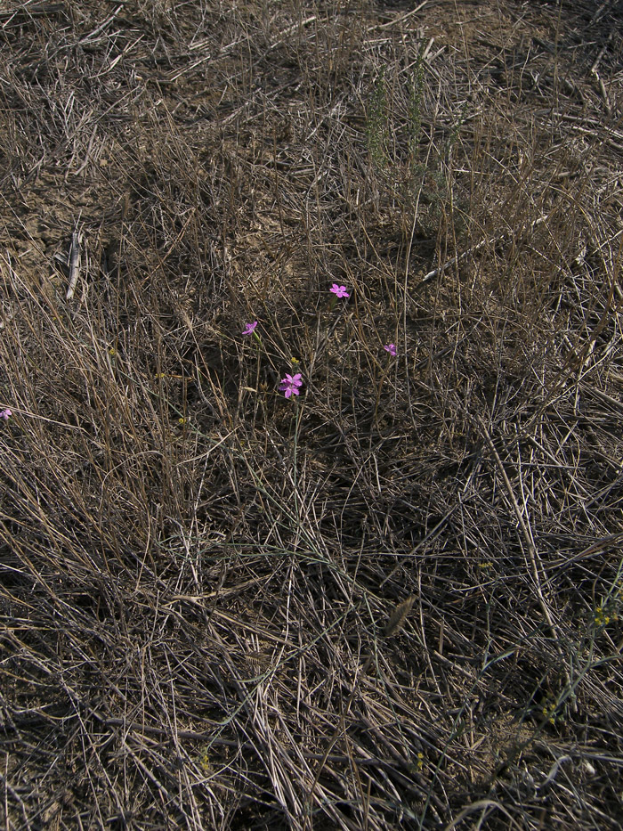 Изображение особи Dianthus bicolor.