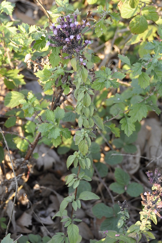 Image of Origanum vulgare specimen.