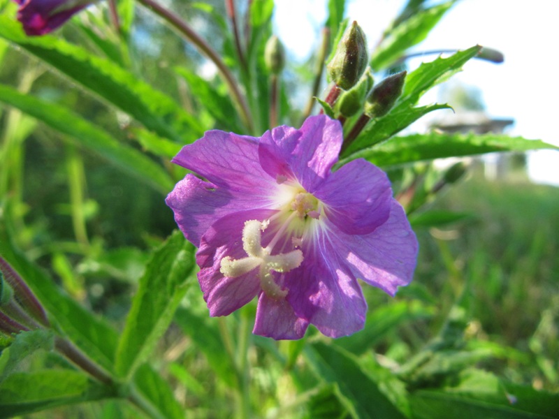 Изображение особи Epilobium hirsutum.