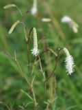 Sanguisorba parviflora. Соцветия. Приморье, окр. пос. Терней. 02.08.2012.