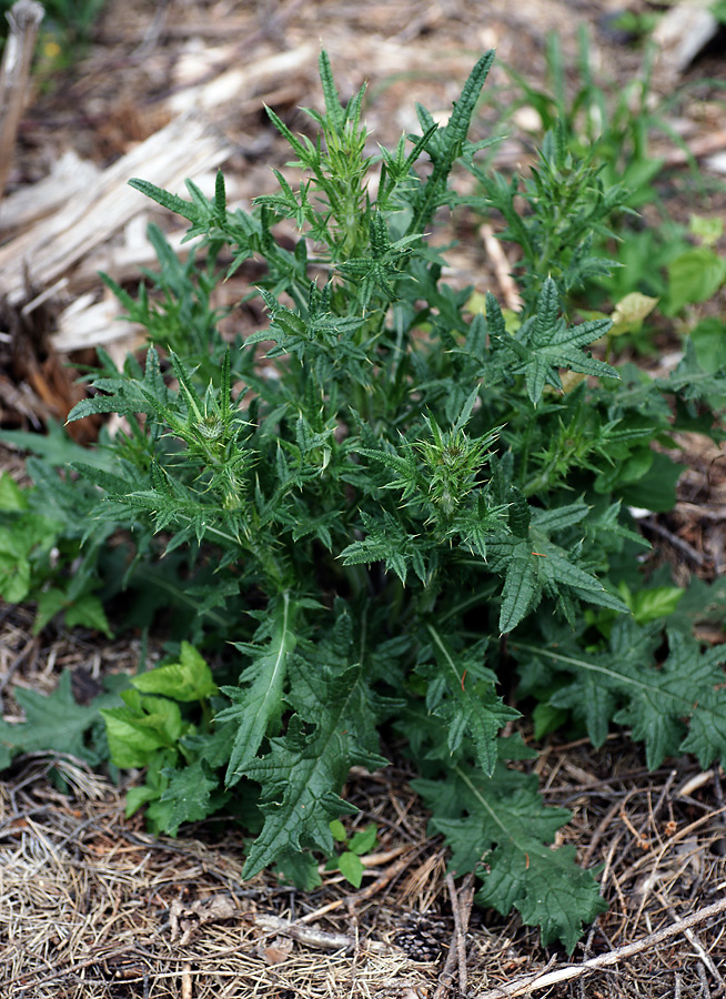 Изображение особи Cirsium vulgare.