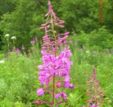 Chamaenerion angustifolium