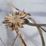 Trommsdorffia ciliata. Верхушка побега с сухим облетевшим соплодием. Приморский край, Уссурийский р-н, окр. с. Монакино. 16.02.2013.