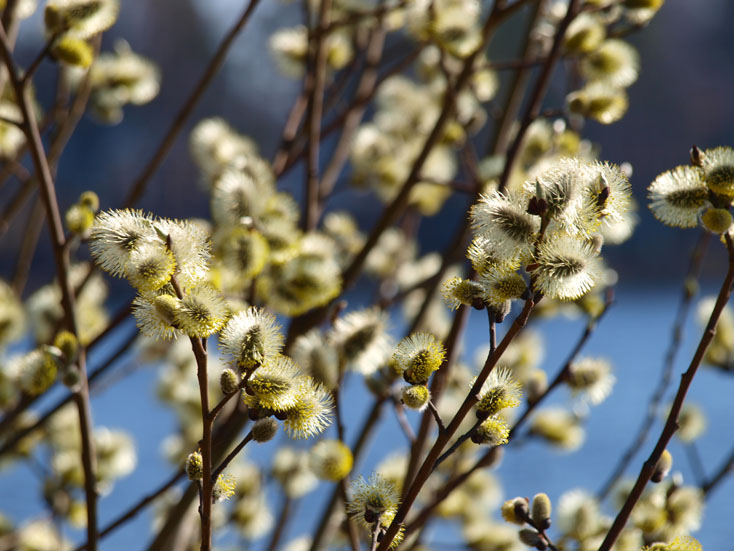 Image of Salix caprea specimen.