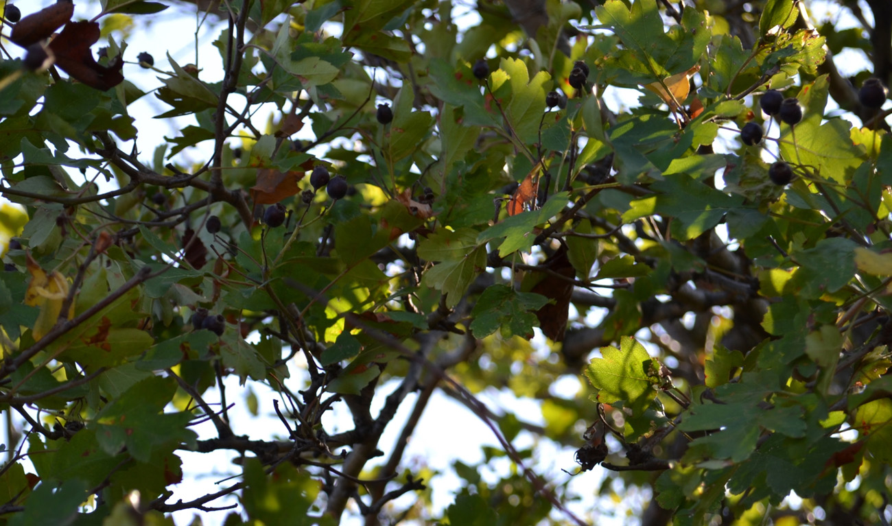 Image of Crataegus atrofusca specimen.