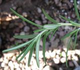 Rosmarinus officinalis. Верхушка молодого побега (видна изнаночная сторона листьев). Израиль, г. Беэр-Шева, городское озеленение. 15.12.2012.