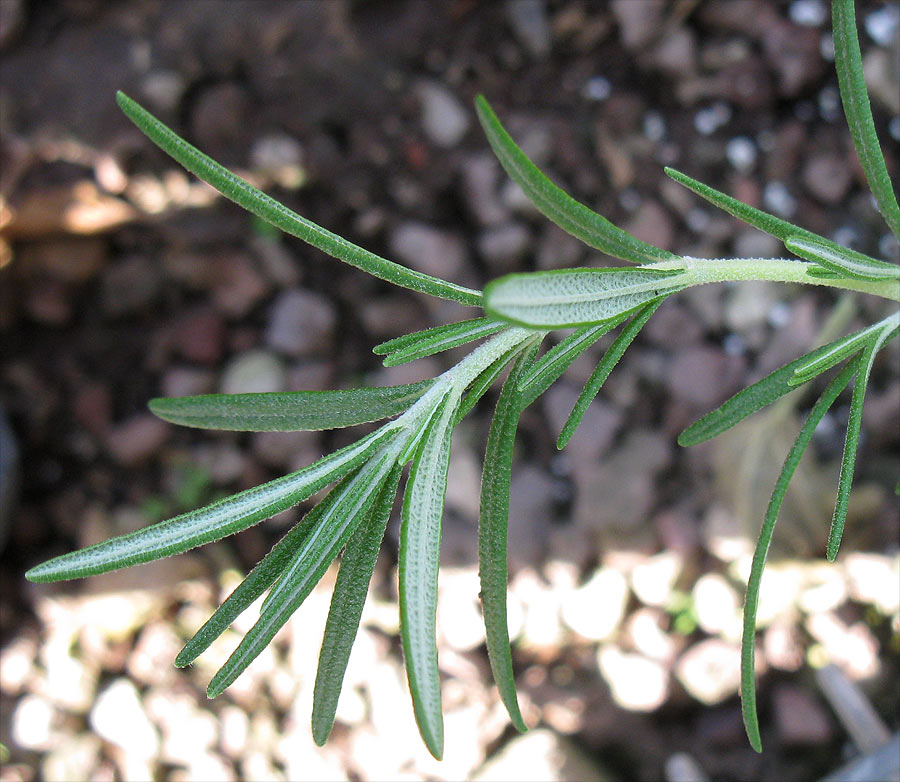 Изображение особи Rosmarinus officinalis.