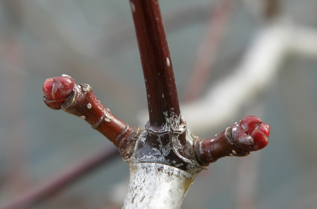 Изображение особи Crataegus macracantha.