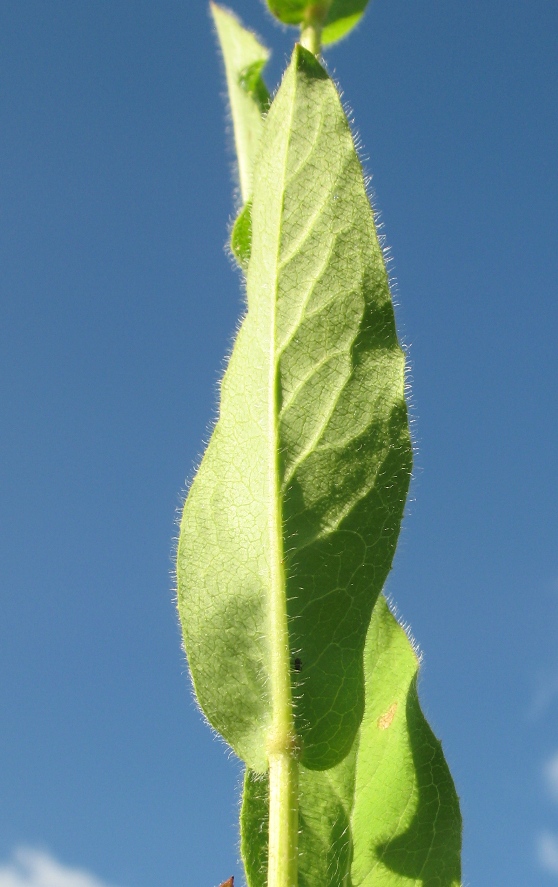 Image of Hieracium duderhofense specimen.