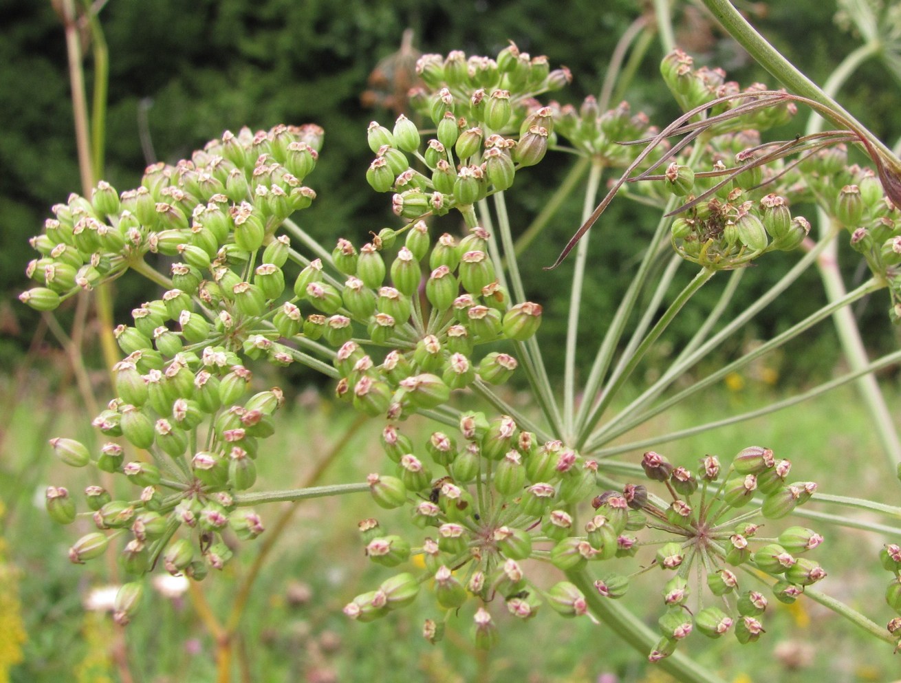 Изображение особи Cenolophium fischeri.