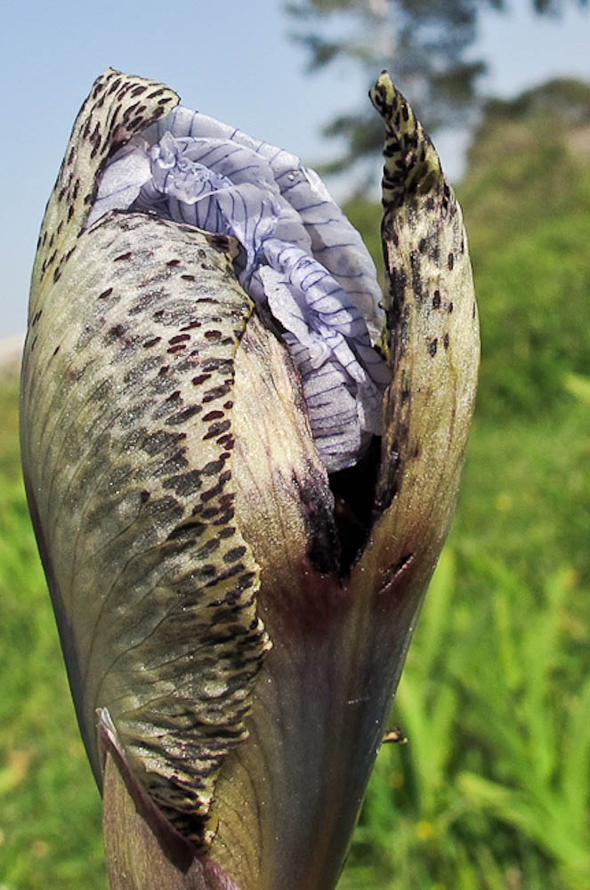 Изображение особи Iris bismarckiana.