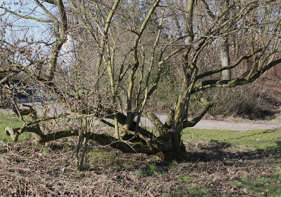 Image of Acer ginnala specimen.