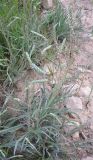 Plantago cylindrica. Расцветающие растения. Израиль, г. Беэр-Шева, рудеральное местообитание. 02.03.2013.