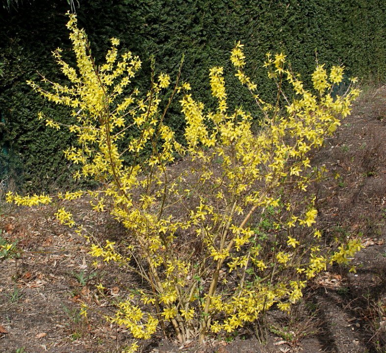 Image of Forsythia &times; intermedia specimen.