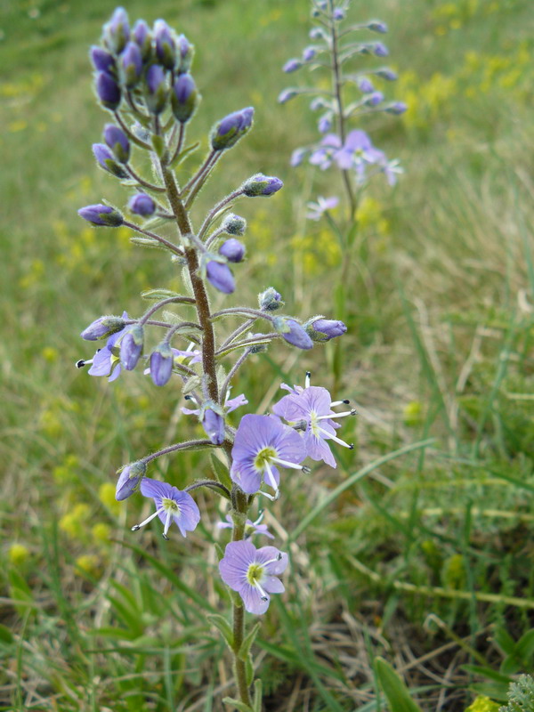 Image of Veronica gentianoides specimen.