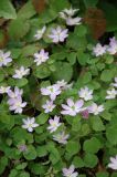 Thalictrum thalictroides