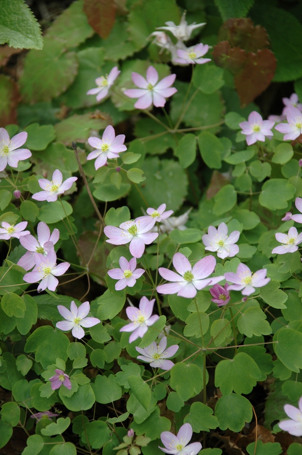 Image of Thalictrum thalictroides specimen.