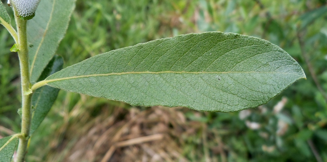 Image of Salix &times; puberula specimen.