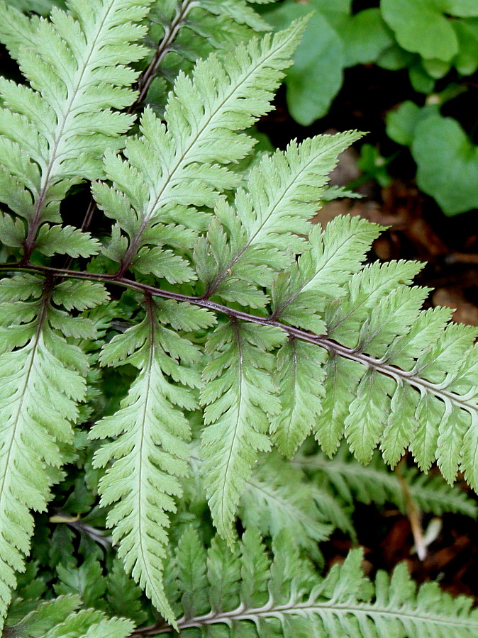 Image of Athyrium niponicum specimen.
