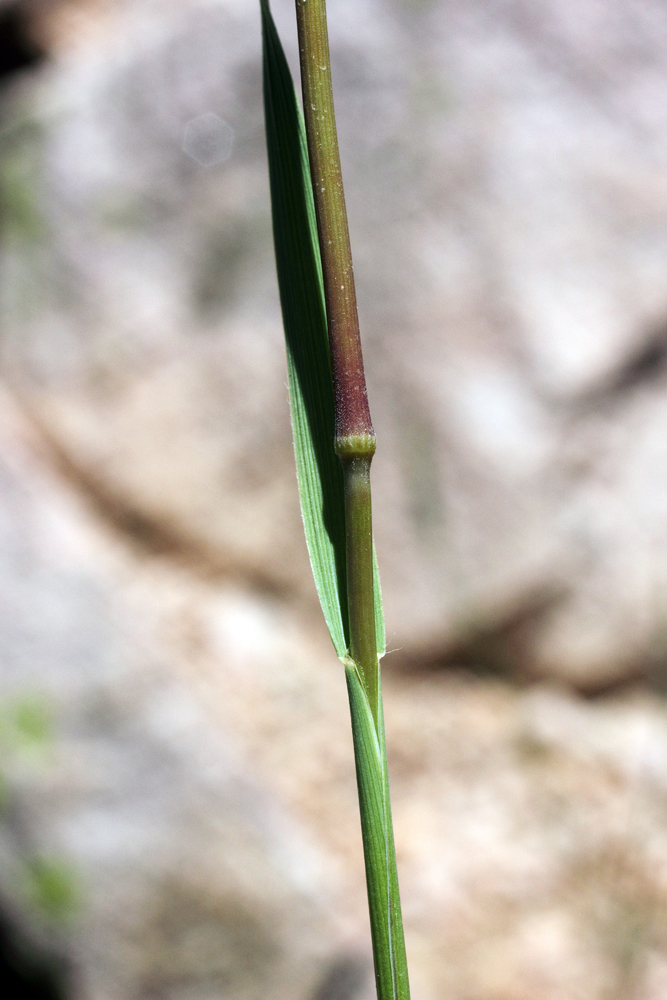 Image of Koeleria macrantha specimen.