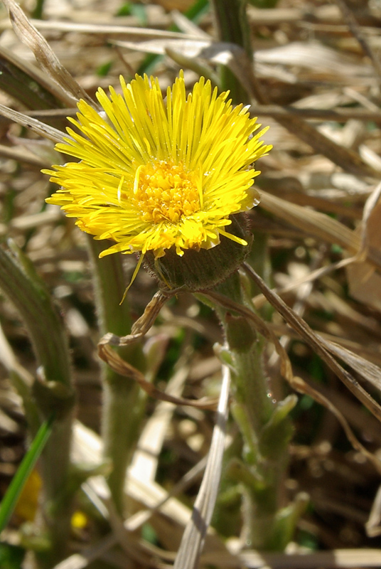 Изображение особи Tussilago farfara.