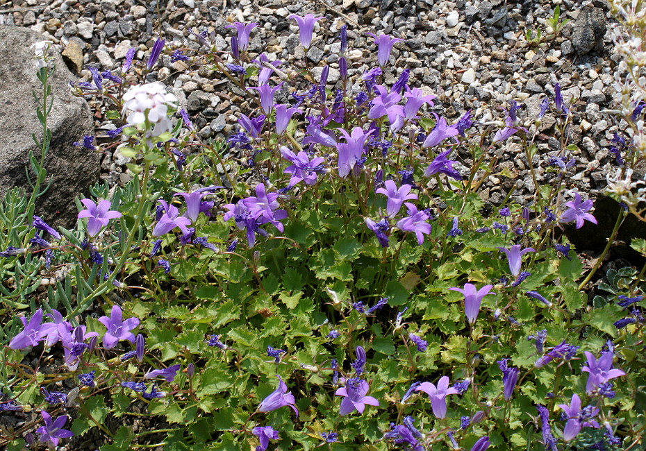 Image of Campanula garganica specimen.