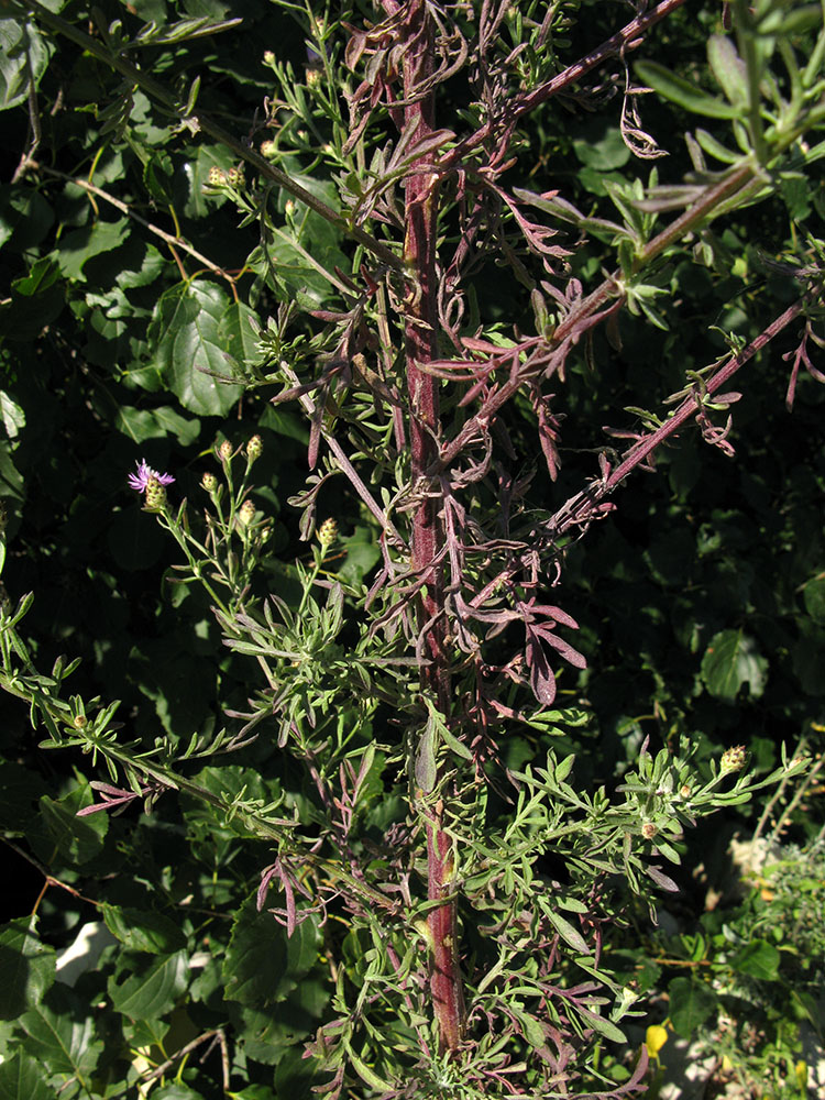 Изображение особи Centaurea biebersteinii.