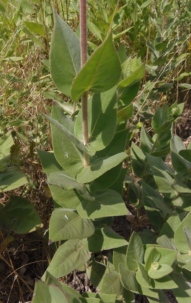 Изображение особи Helianthus mollis.