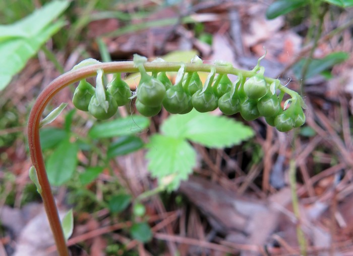 Изображение особи Orthilia secunda.