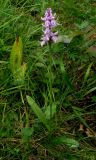 Dactylorhiza fuchsii