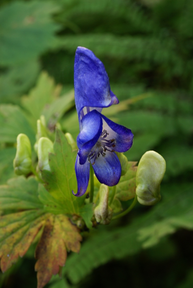 Изображение особи Aconitum axilliflorum.