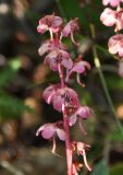 Pyrola incarnata. Верхушка соцветия. Камчатский край, Ключевская группа вулканов, окрестности перевала Толуд. 19.07.2013.