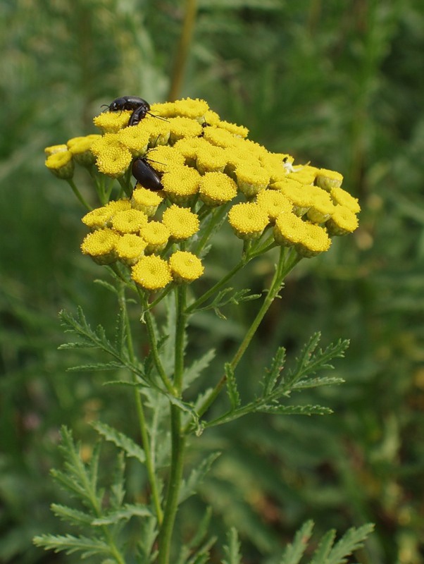 Image of Tanacetum vulgare specimen.