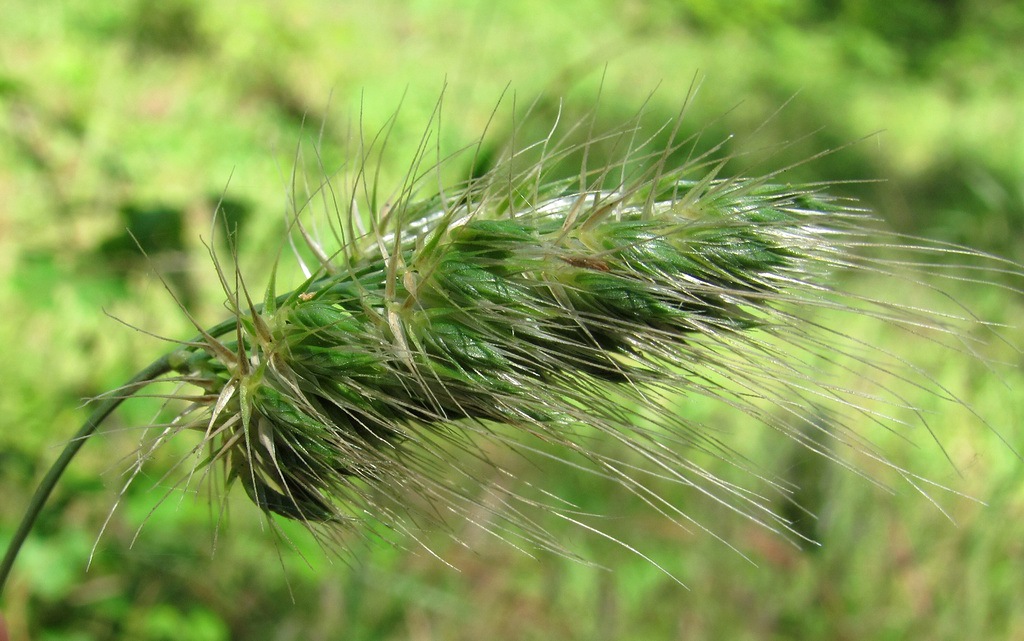 Image of Cynosurus echinatus specimen.