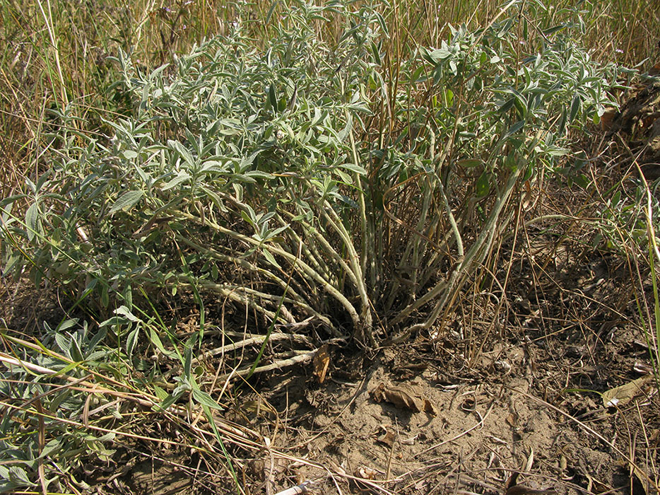 Изображение особи Marrubium peregrinum.